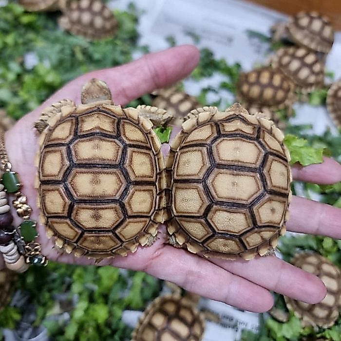 READY Sulcata 6-7cm sudah bukan ukuran bayi hasil ternakan lokal lincah segar rakus