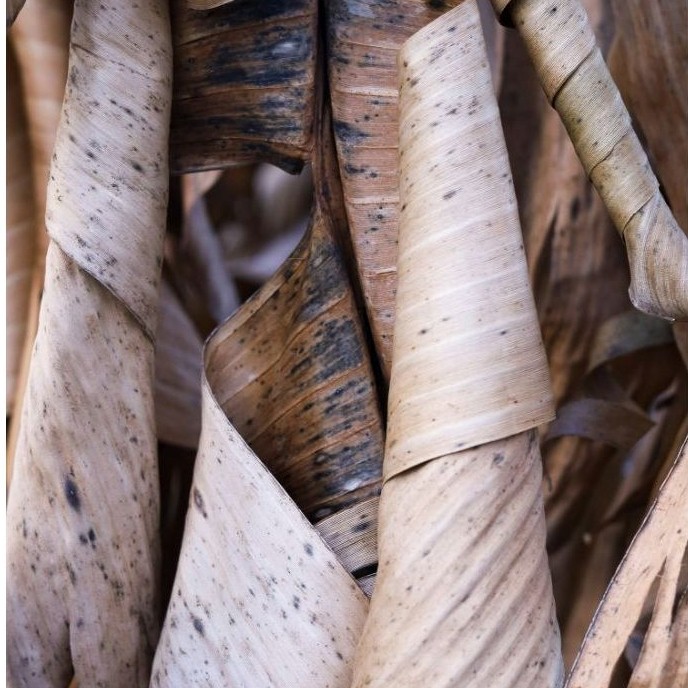 Daun pisang kering alami untuk dekorasi dinding dan kerajinan