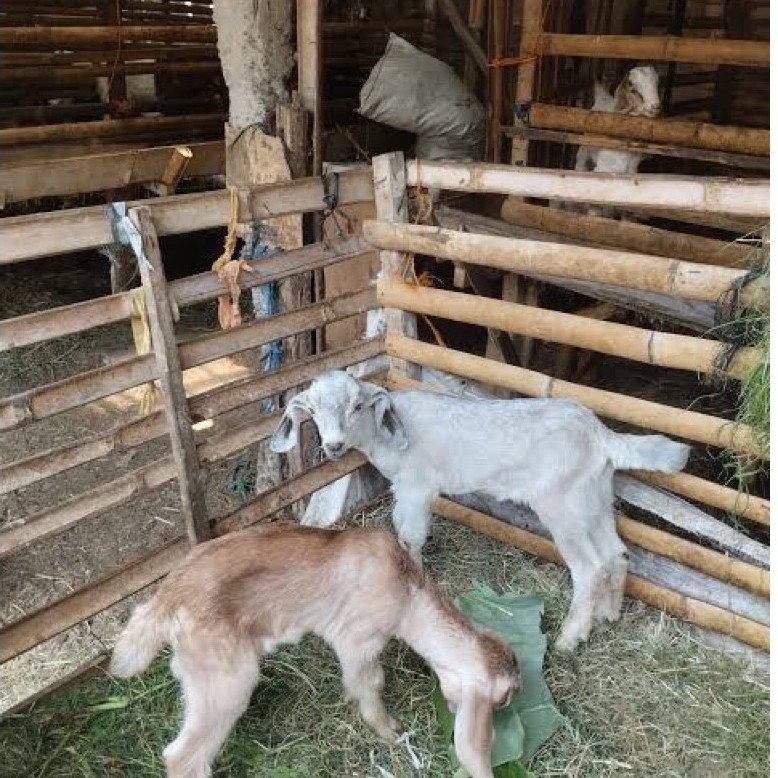 Cempe Jawa / Anak Kambing Jawa Kacang usia 2+ Bulan