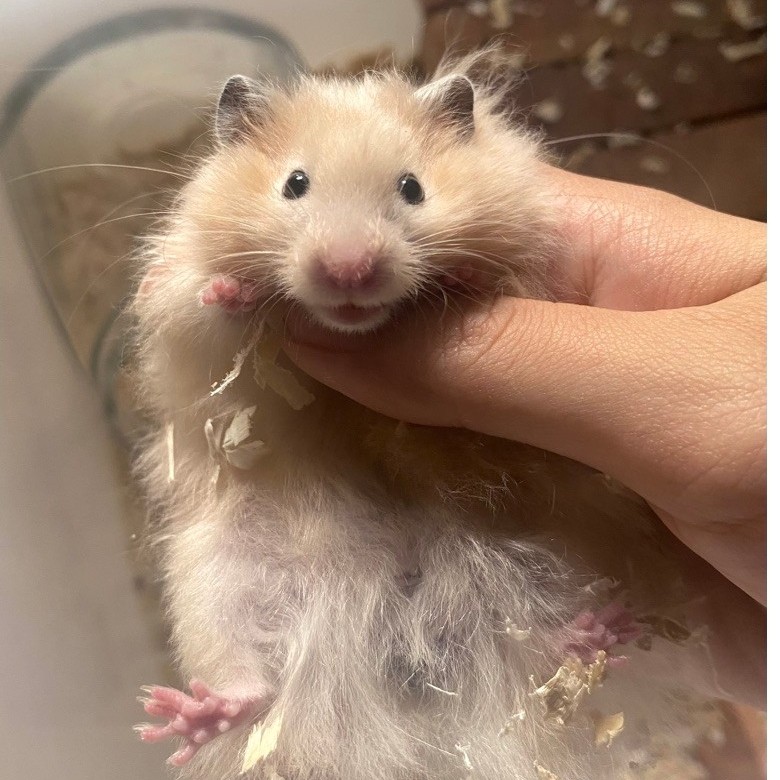 HamsterSyrian|LongHair|2Bulan|Jantan