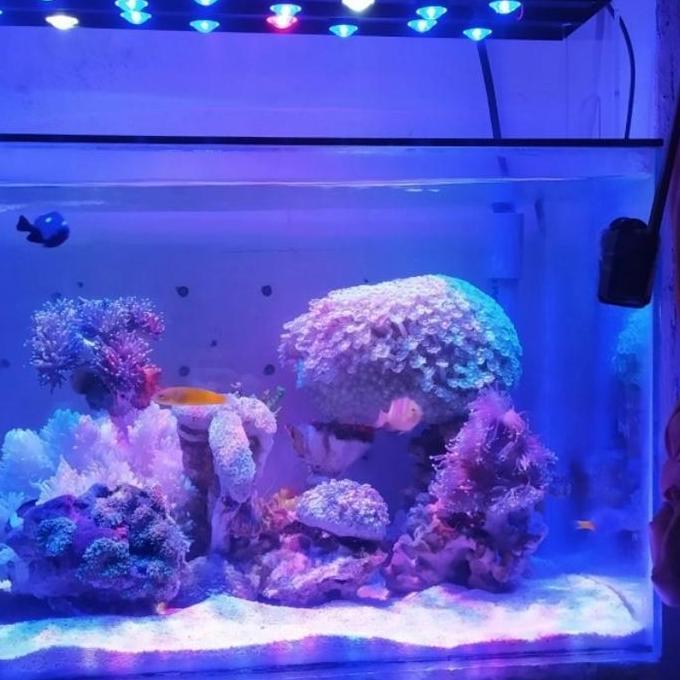 Lampu Aquarium Hpl Air Laut 60Cm 18Watt Full Lensa Kualitas Terbaik Harga Termurah
