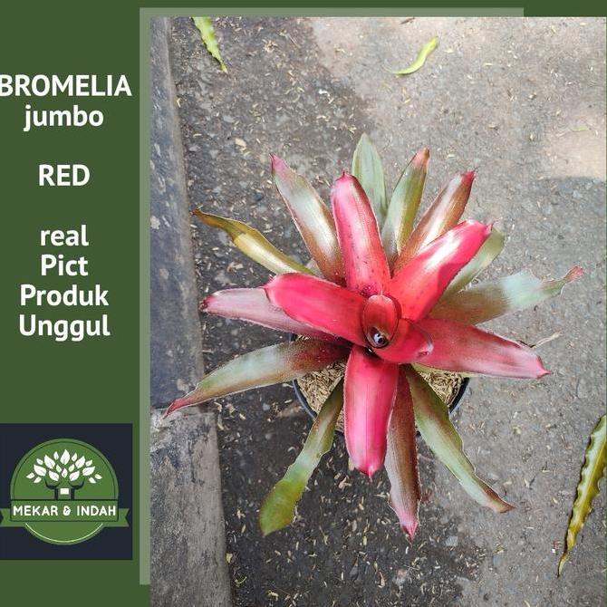 Tanaman Bromelia Merah Jumbo