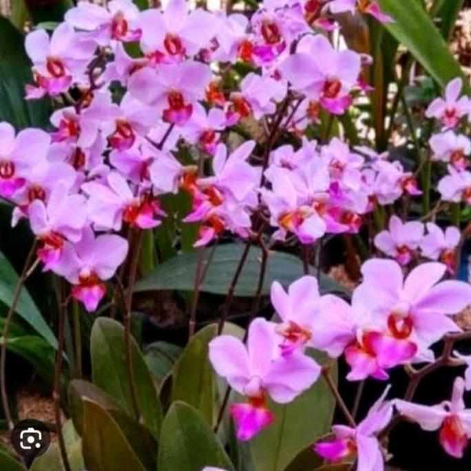 Anggrek Bulan Doritis Pink Sudah Knop/Spike