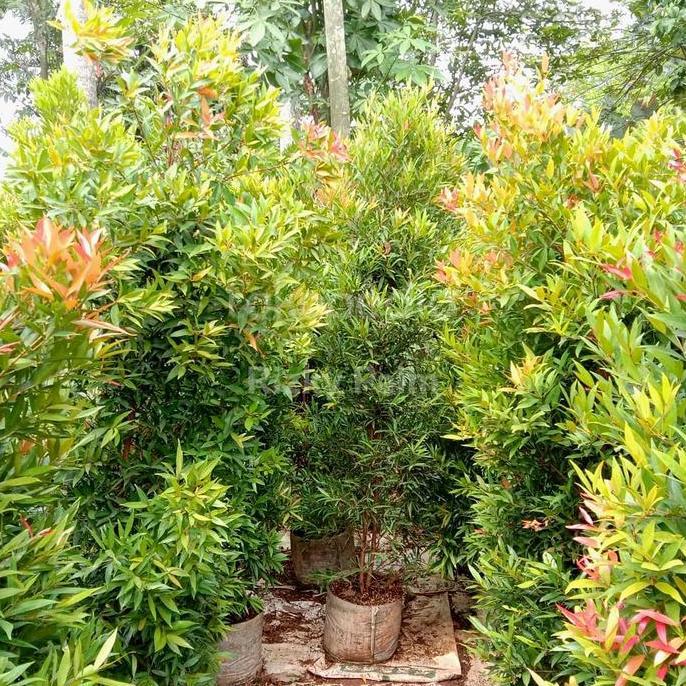 Tanaman Pucuk Merah // Tinggi 1,5 Meter