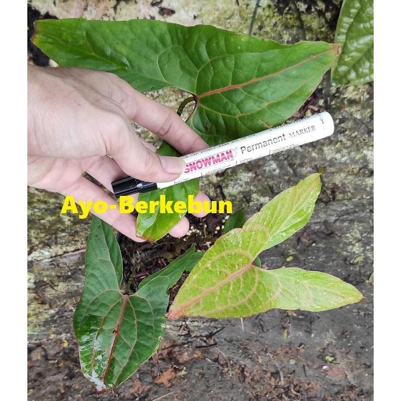 Alocasia Cyrtosperma Johnstonii / Alokasia Blackjack / Black Jack