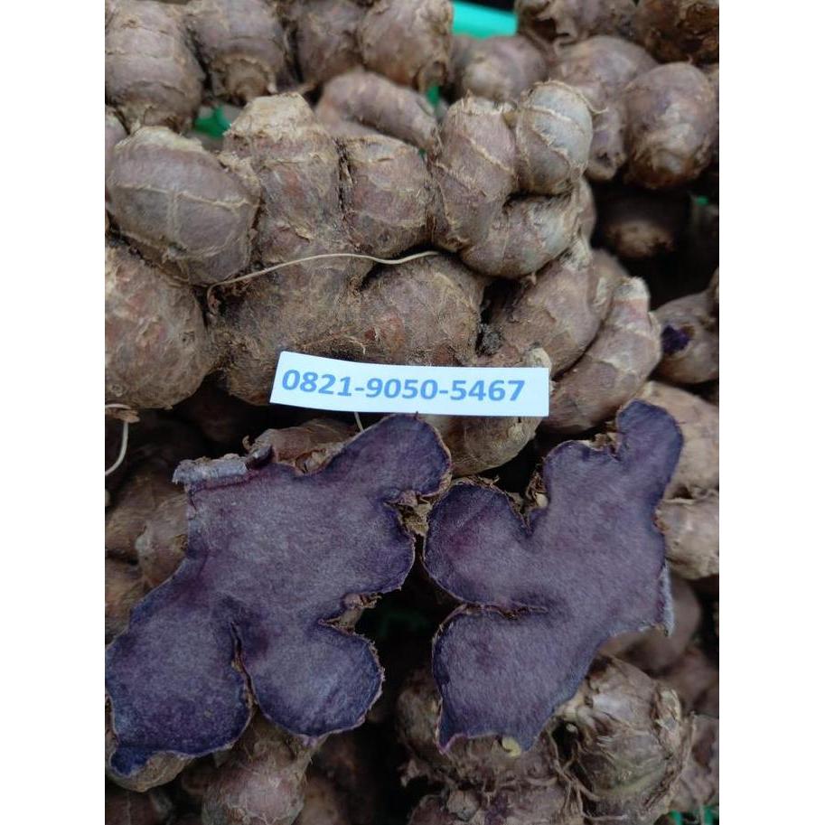 Umbi Kunyit Hitam Asli 1Kg