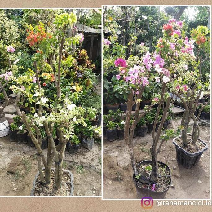 tanaman bougenville 4-5 warna variegata