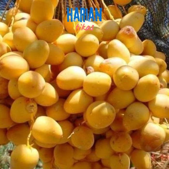 LI34 Sale fth- Bibit Kurma Tropis Indonesia Termurah Original Termurah Murah