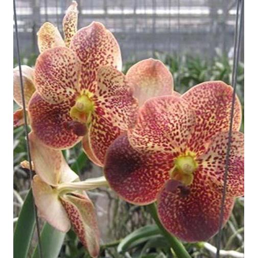 Terlaris [ Dewasa ] Vanda Asean Butterfly [ Vanda Doctor Anek Vanda Butterfly ]