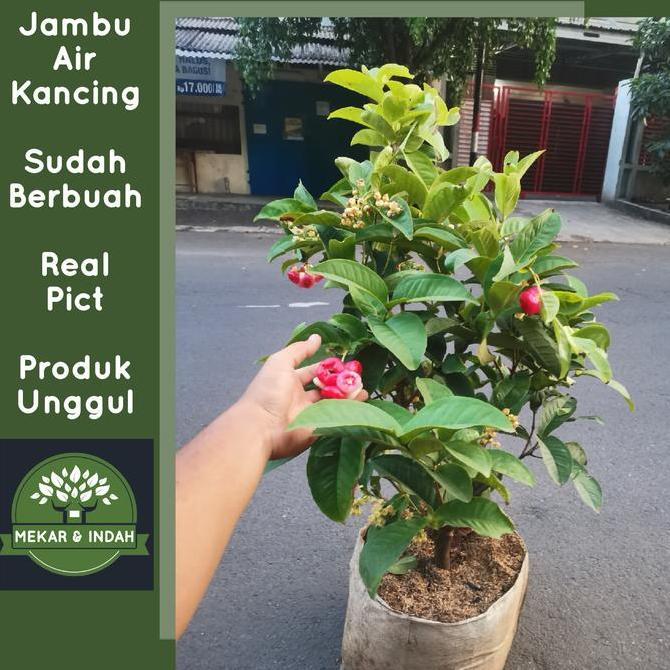 Terlaris Pohon Jambu Air Kancing Merah Besar, Tanaman Buah Jambu Air Kancing