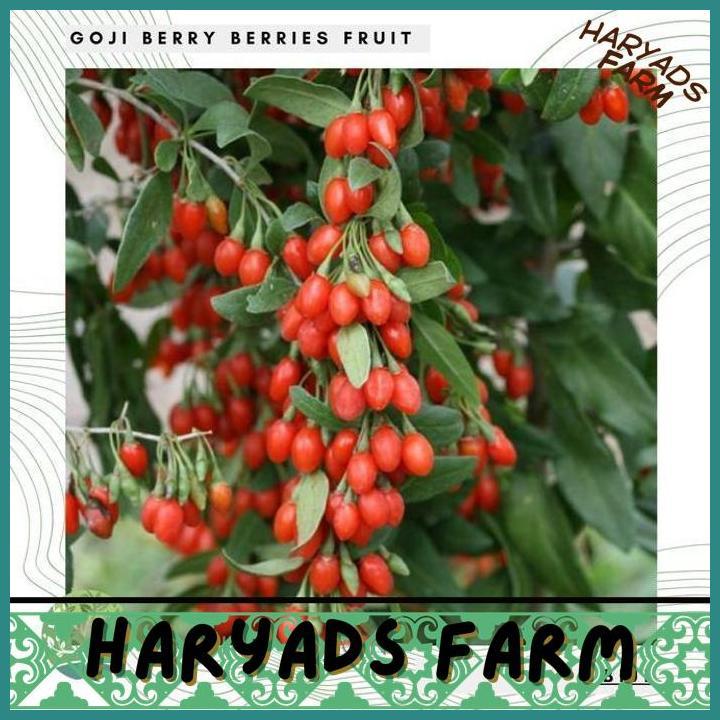 HF BENIH / BIBIT / BIJI GOJI BERRY (GOJI BERRY SEEDS) - IMPORT - HARYADSFARM
