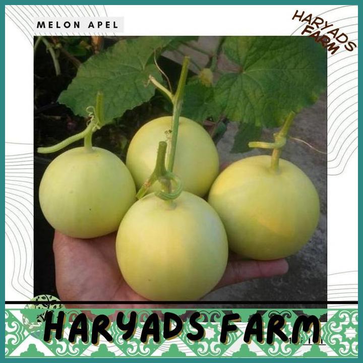 HF BENIH BIBIT BIJI - MELON APEL SILVER LIGHT F1 HYBRID (ORIENTAL SWEET) - HARYADSFARM