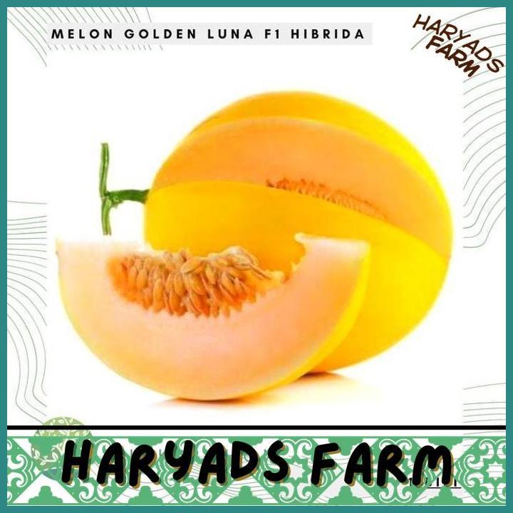 HF BENIH BIBIT BIJI - MELON LUNA GOLDEN KUNING F1 HIBRIDA SEEDS - HARYADSFARM