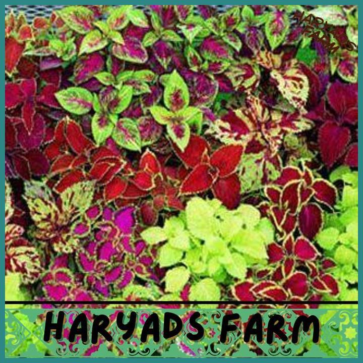 HF BENIH BIBIT BIJI - COLEUS RAINBOW MIXED DAUN HIAS MIANA ORNAMENTAL - IMPORT - HARYADSFARM