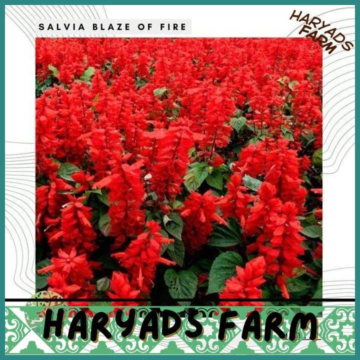 HF BENIH BIBIT BIJI - SALVIA BLAZE OF FIRE RED SCARLET SAGE (SALVIA SPLENDENS) FLOWER SEEDS - IMPORT