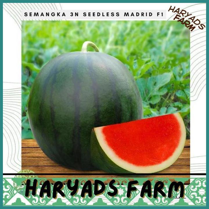 HF BENIH BIBIT BIJI - SEMANGKA 3N MADRID F1 HIBRIDA NON BIJI SEEDLESS - HARYADSFARM