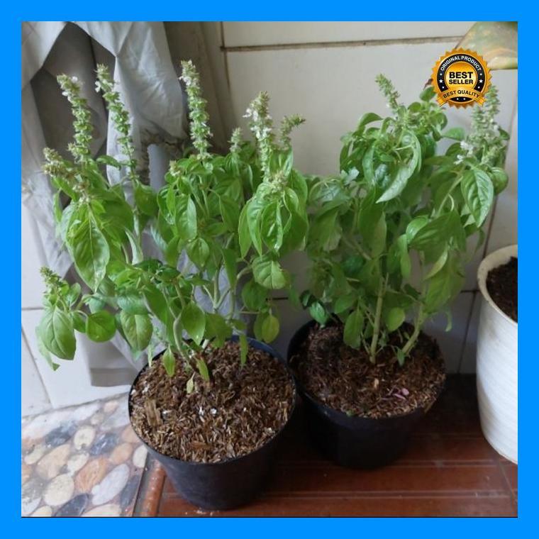 (Diskon) Tanaman Hias Kemangi Rimbun Inc Pot Hitam Bestseller