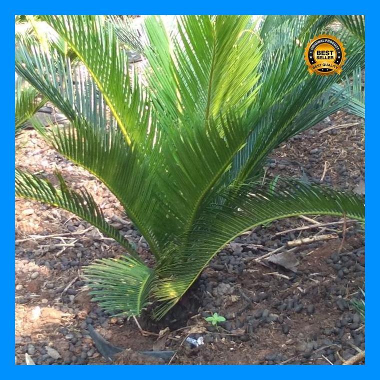 (Promo) Tanaman Sikas Mini+Pot Bestseller