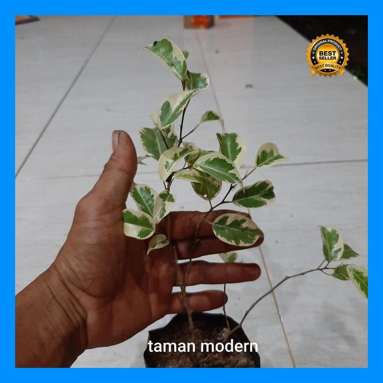 (Terbaru) Pohon Beringin Variegata-Bibit Tanaman Beringin Variegata Bestseller