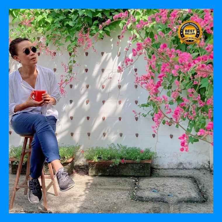 (Terbaru) Tanaman Hias Rambat Bunga Air Mata Pengantin Bestseller