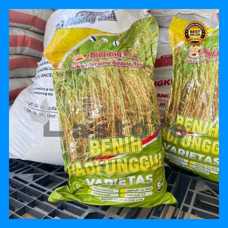 (Best Saller) Benih Padi Hibrida Super Unggul Bintang Asia Inpari 32 Hdb Tahan Hawar Daun Bestseller