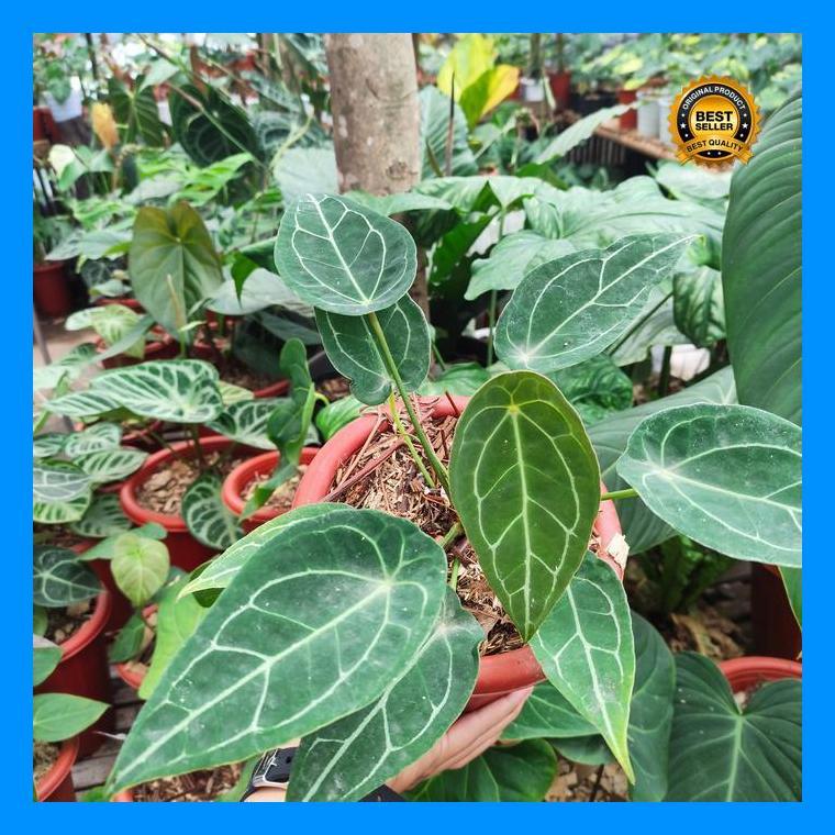 (Ready) Anthurium Forgetii | Kuping Gajah Buta Bestseller