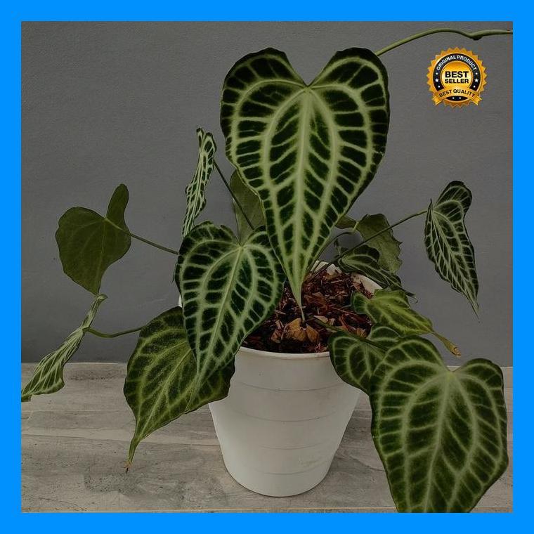 (Promo) Anthurium King Clarinervium Original Bestseller