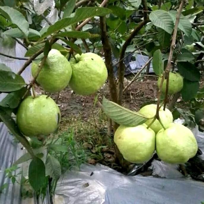 Bibit Jambu Kristal Merah Non Biji kondisi BERBUNGA cangkok Batang Besar