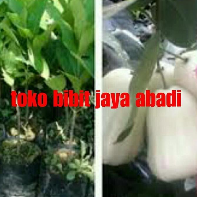 bibit tanaman buah jambu air salju putih super manis