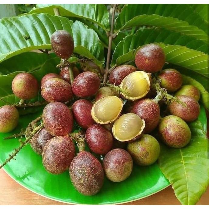 siap berbuah Bibit matoa / Pohon matoa / Buah matoa fres bisa COD