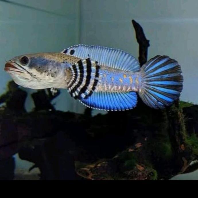 CHANNA BLUE PULCHRA SIZE 15 CM GRADE A FULL DOT WARNA CANTIK