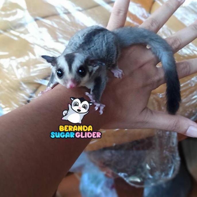 TERBARU Sugar Glider Classic Grey Gray Anakan Joey Dan Dewasa Hewan Peliharaan BISA GOSEND