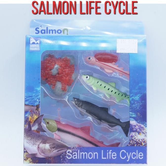 KORI Salmon Fish Life Growth Cycle Siklus Hidup Ikan Salmon Salem Figure Binatang Miniature Hewan An