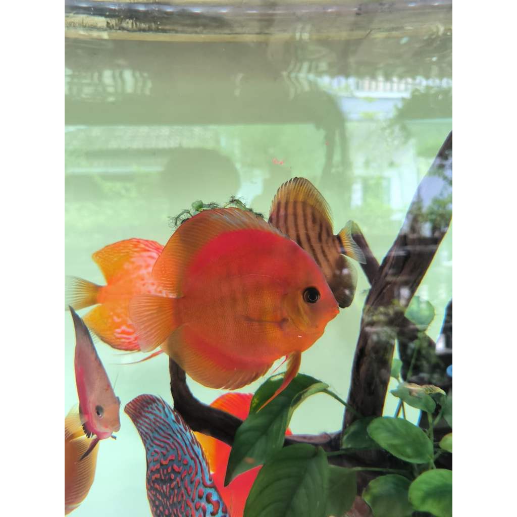 Ikan Discus Sun Merah Blue Rim -+3,5 inch makan rakus ikan sehat