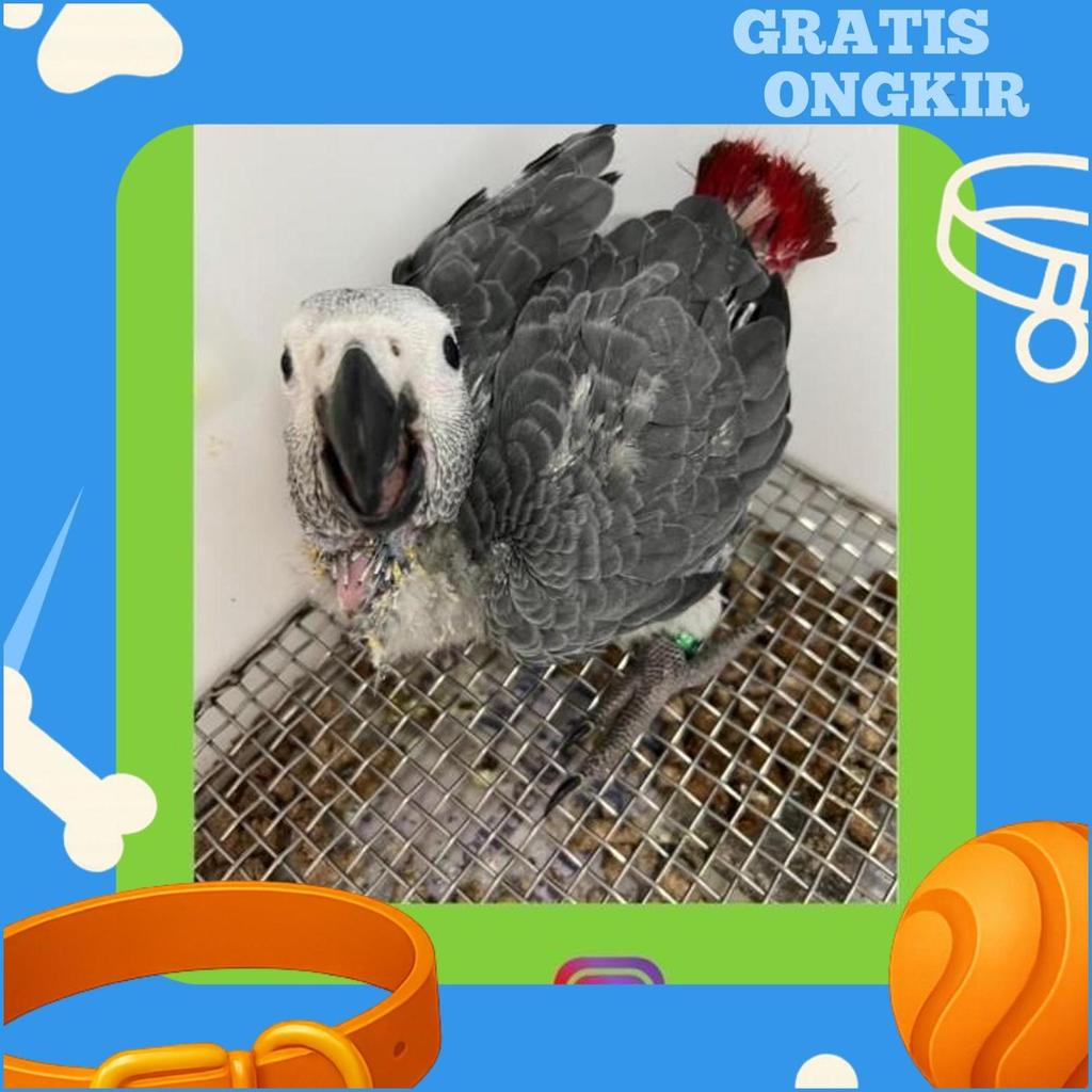 Alas Stainless Tatakan Baby Anakan Burung Macaw Conure Falk Kakatua