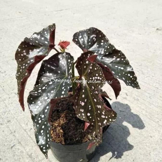 Terlaris Tanaman Bunga Begonia Moca + Pot