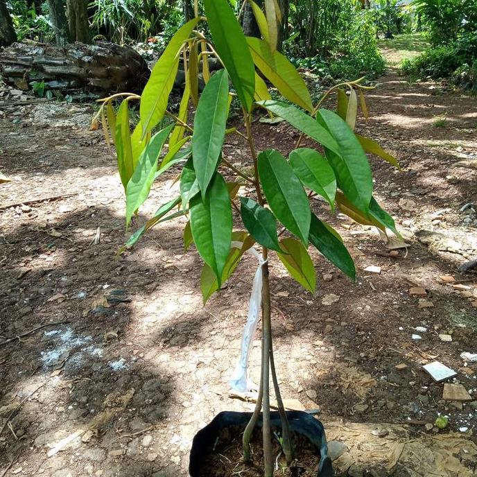 Terlaris Tanaman Pohon Buah Duren Musangking
