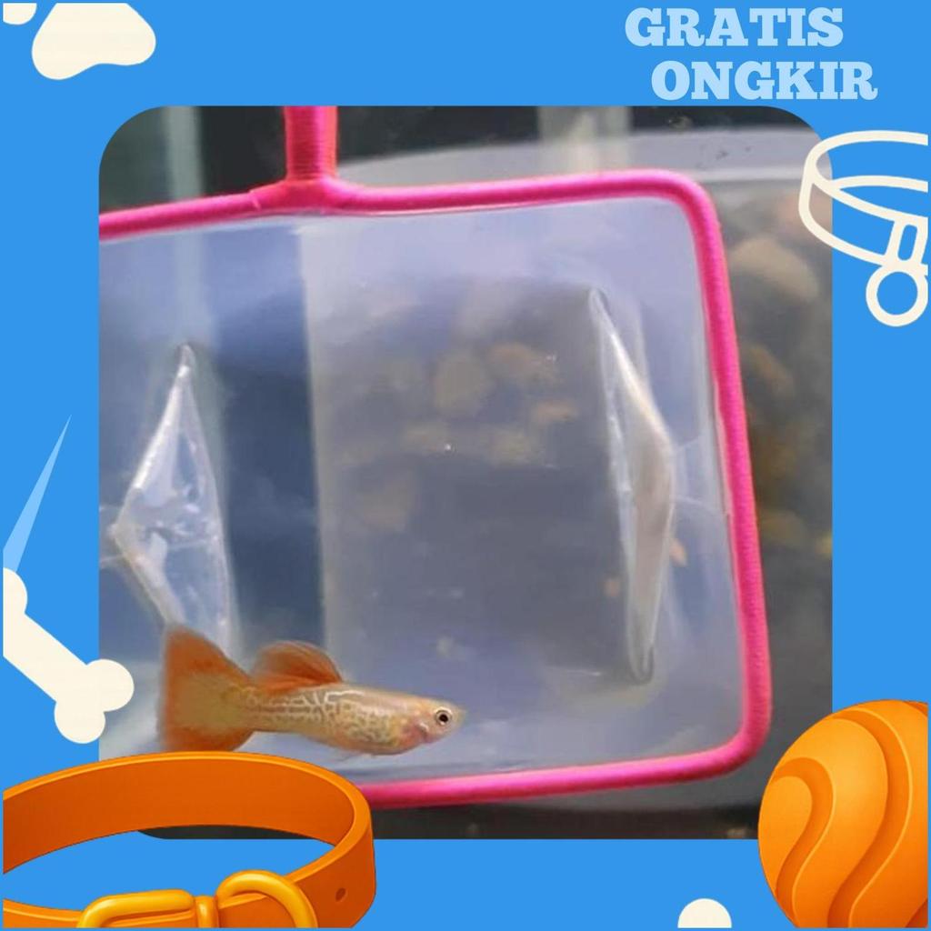 Guppy Blonde Red Lace