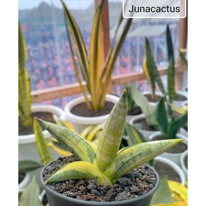 Terlaris Sansevieria Boncel Variegata