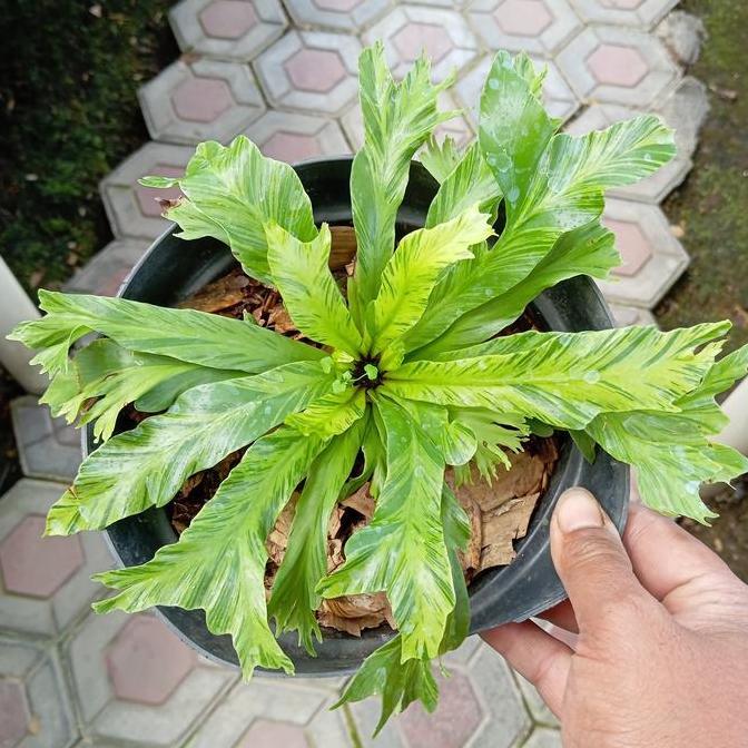 Terlaris Tanaman Hias Asplenium Nidus Variegata