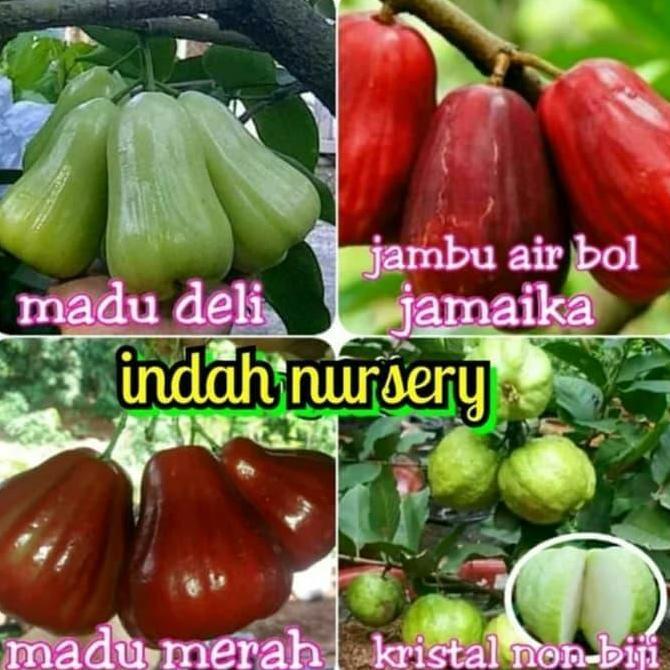 Terlaris Paket 4 Jenis Bibit Buah Jambu Kristal Jamaika Deli Hijau Deli Merah