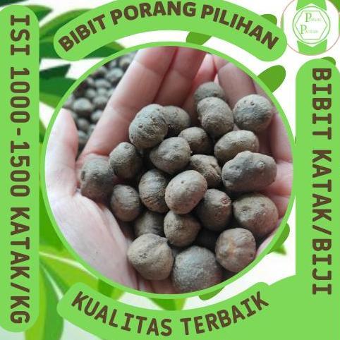 Terlaris Bibit Porang Katak Mini 1 Kg Isi 1000 Biji Harga Terjangkau