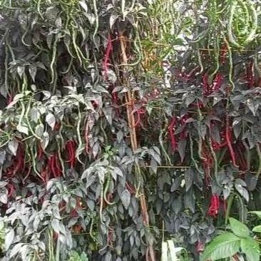 Terlaris Benih Cabe Merah Keriting Tinggi 2 Meter Lokal Legum 10 Gram - Cmk Lokal Legum - Bibit Cabe