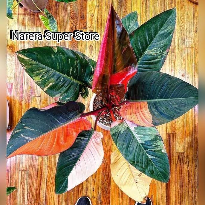 Terlaris Tanaman Hias Philodendron Red Congo Variegata Varigata Variegated Real Pict Murah Ekonomis