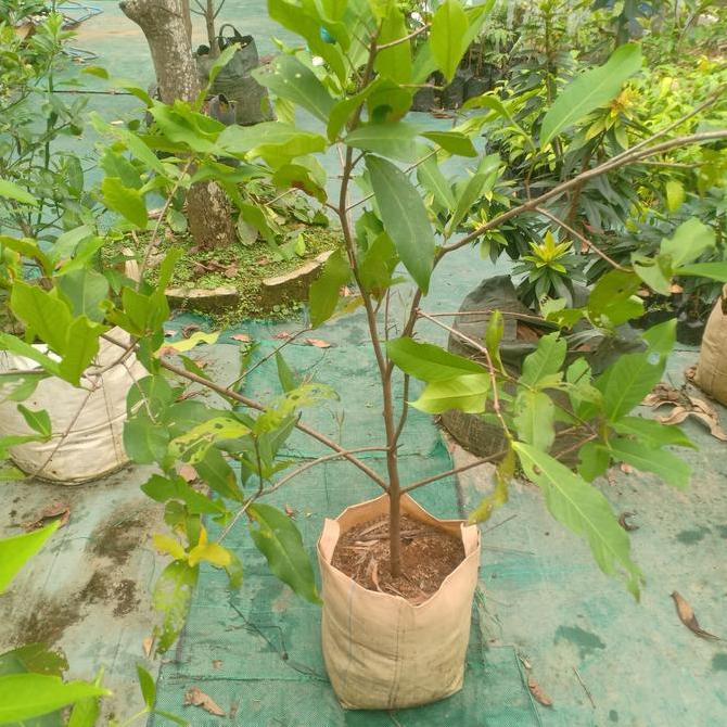 Terlaris Bibit Jambu Air Dalhari Cangkok Siap Dibuahkan