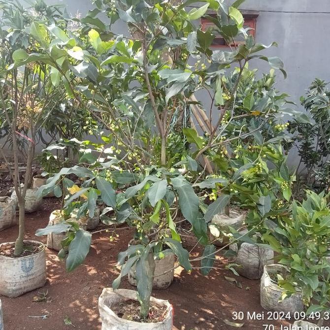 Pohon Jambu Air Dalhari Berbunga/Bibit Jambu Air Dalhari Berbuah/Jambu air berbuah boleh COD