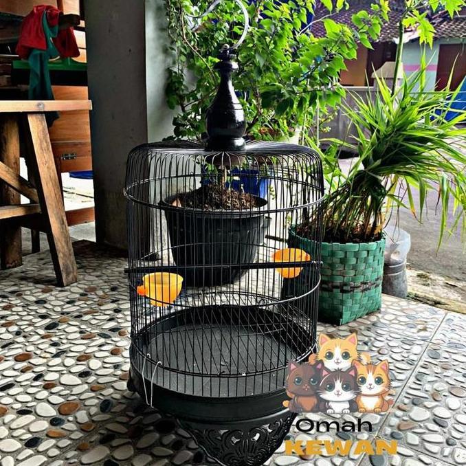 Sangkar Lovebird Tanggung Fullset Kandang Burung Love Bird Lb Pendek Lengkap Gantungan Pion Cepuk Ta