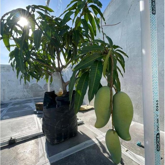 Bibit Mangga Mahatir Berbuah Lebat Mudah Tumbuh Hasil Cangkok Stek Pertanian Mangga Varietas Unggula