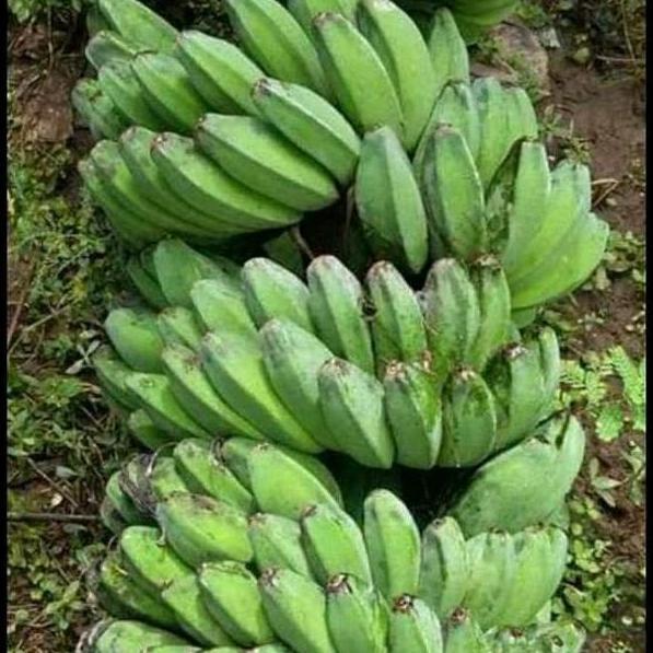 bibit pisang kepok super jumbo ATV