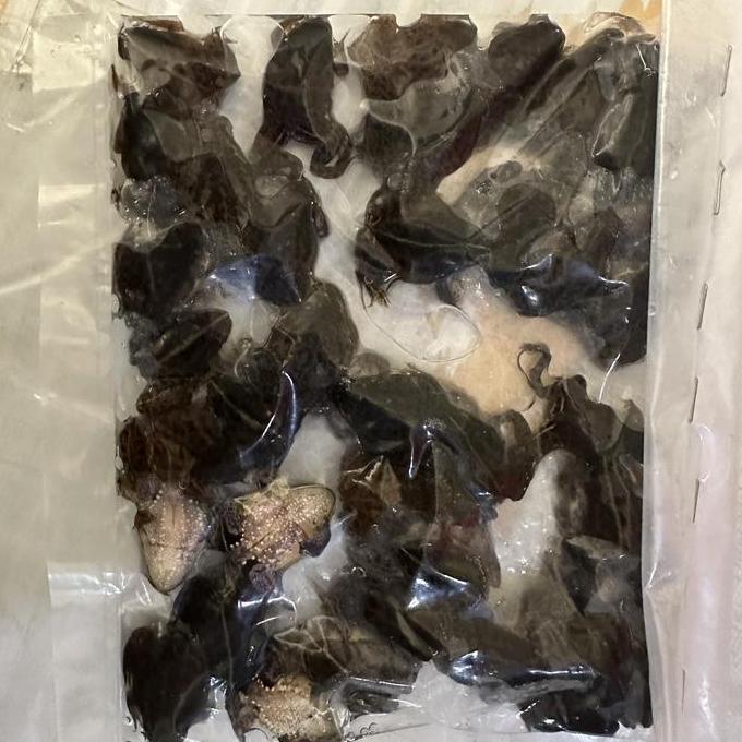 KODOK AIR BEKU/pakan arwana